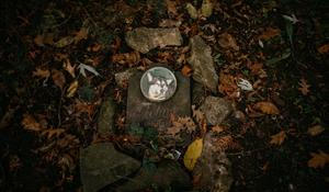 hřbitov Bohnice hřbitov bláznů