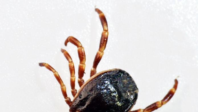 Doktore, poraďte! - klíšťata