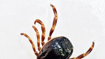 Doktore, poraďte! - klíšťata