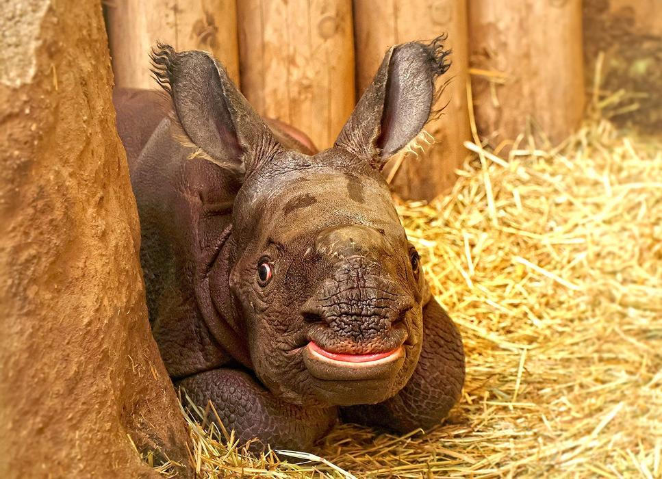 Zoo, Plzeň, nosorožec indický, mládě, narození