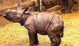 Zoo, Plzeň, nosorožec indický, mládě, narození