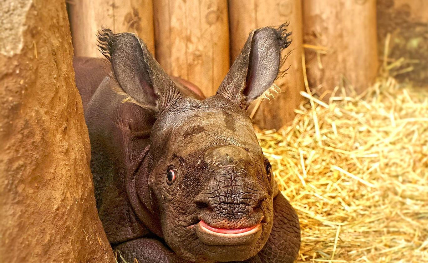 Zoo, Plzeň, nosorožec indický, mládě, narození