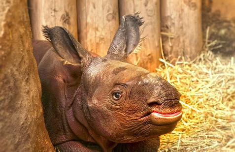 Zoo, Plzeň, nosorožec indický, mládě, narození