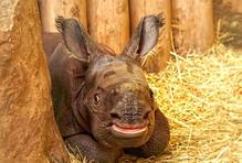 Zoo, Plzeň, nosorožec indický, mládě, narození