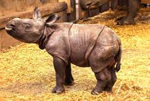 Zoo, Plzeň, nosorožec indický, mládě, narození