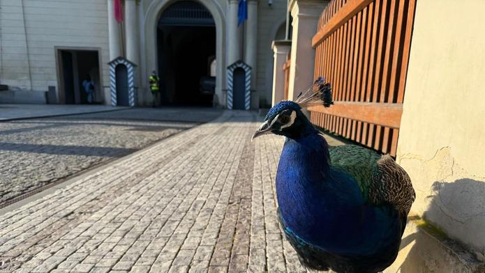 Karel Pražský hrad páv