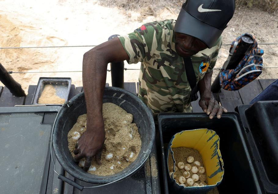 Angolan villagers go from sea turtle hunters to protectors