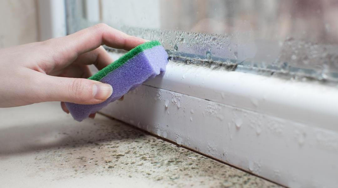 Plíseň v domácnosti