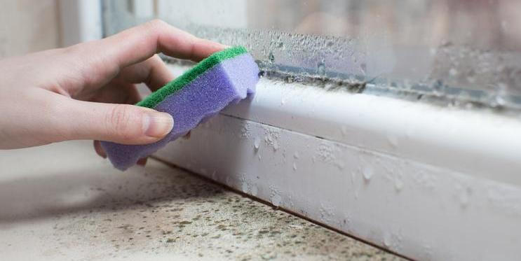 Plíseň v domácnosti