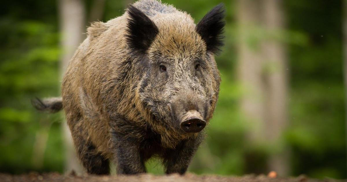Klánovice děsí agresivní divočáci. Žena skončila v nemocnici, útoků přibývá