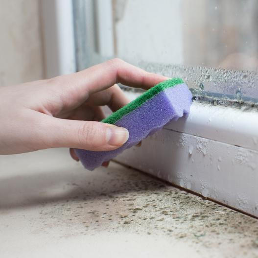 Plíseň v domácnosti