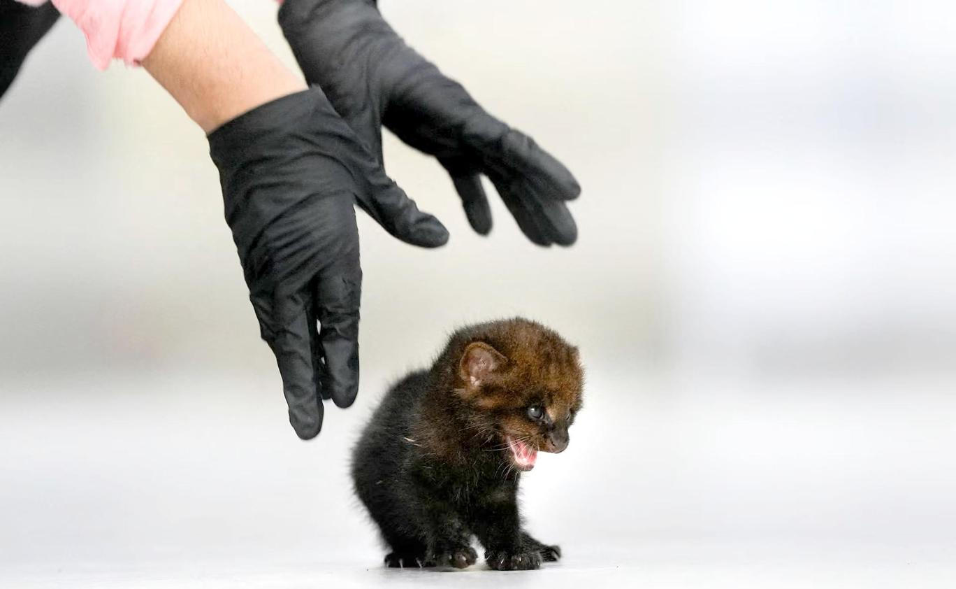 Dvoutýdenní osiřelé mládě druhu jaguarundi.