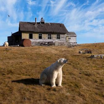 Lední medvědi obsadili opuštěnou výzkumnou stanici ze sovětské éry na ostrově Koljučin v Čukotském moři na severovýchodě Ruska.