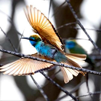 Vlha obecná vzlétá poblíž kibucu Ce'elim v Izraeli.