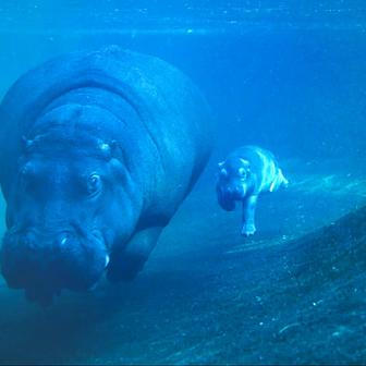 Hroch Nala se svým mládětem, narozeným koncem září 2025, plavou v bazénu berlínské zoo.
