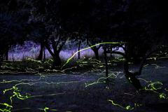 Světlušky rozzářily noc v Colgu v Chile.