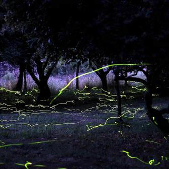 Světlušky rozzářily noc v Colgu v Chile.