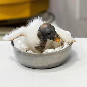 Novorozené mládě supa papežského sedí v misce v římské zoo Bioparco.