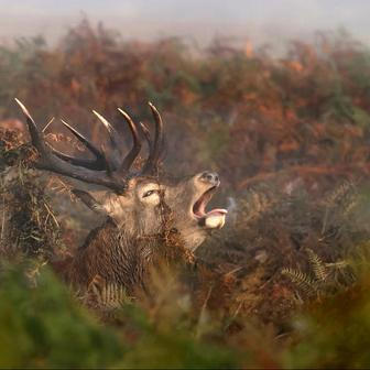 Jelení říje v ranní mlze v londýnském Richmond Parku.