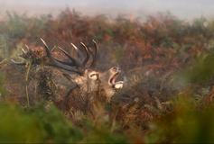 Jelení říje v ranní mlze v londýnském Richmond Parku.