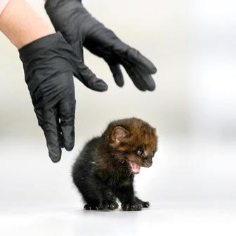 Dvoutýdenní osiřelé mládě jaguarundi (druhu podobného kočce domácí, žijícího ve Střední a Jižní Americe) ve veterinární nemocnici pro volně žijící zvířata v Panama City.