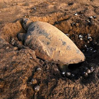 Želva olivová ridleyová klade vejce na pláži Rušikulja v indickém státě Urísa, kde právě začíná hromadné hnízdění.