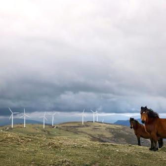 Galicijští divocí koně se pasou na vřesovištích obklopených větrnými turbínami v pohoří Serra do Xistral poblíž města Lugo v Galicii.