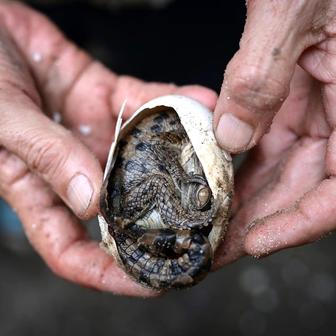 Biolog Alvaro Velasco pomáhá orinockému krokodýlovi se vylíhnout z vejce v zoo Leslie Pantin ve Venezuele.