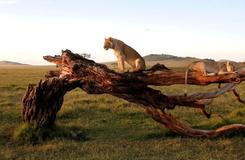 Lev a lvice odpočívají na kmeni mrtvého stromu v rezervaci Lewa Wildlife Conservancy, severně od hory Mount Kenya v Keni.