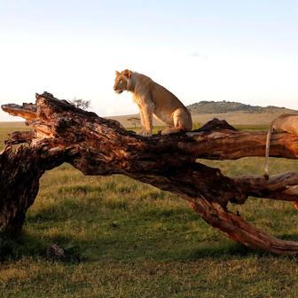 Lev a lvice odpočívají na kmeni mrtvého stromu v rezervaci Lewa Wildlife Conservancy, severně od hory Mount Kenya v Keni.