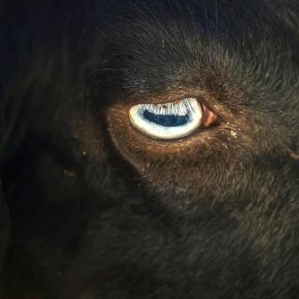 Koza se dívá do údolí v pohoří Montnegre poblíž Tordery v Katalánsku ve Španělsku.