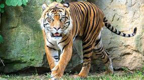 Pražská zoo představila nového samce tygra sumaterského, devítiletý Achilles přicestoval z anglického parku Howletts za čtyřletou samicí Suryou, se kterou by mohl založit rodinu.