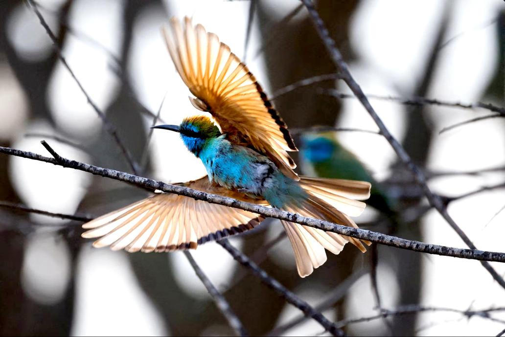 Vlha obecná vzlétá poblíž kibucu Ce'elim v Izraeli.