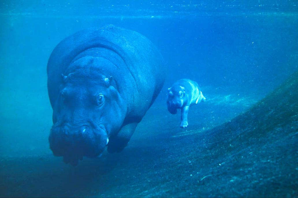 Hroch Nala se svým mládětem, narozeným koncem září 2025, plavou v bazénu berlínské zoo.
