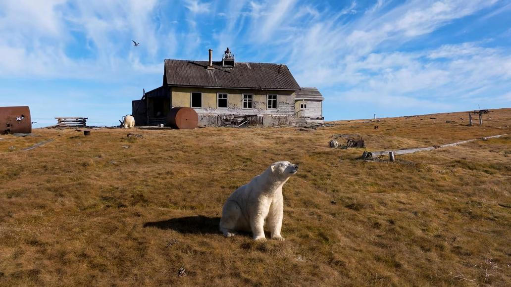 Lední medvědi obsadili opuštěnou výzkumnou stanici ze sovětské éry na ostrově Koljučin v Čukotském moři na severovýchodě Ruska.