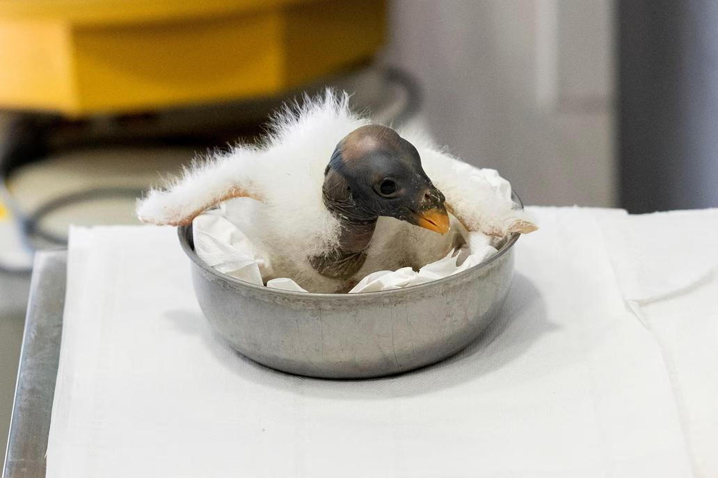 Novorozené mládě supa papežského sedí v misce v římské zoo Bioparco.