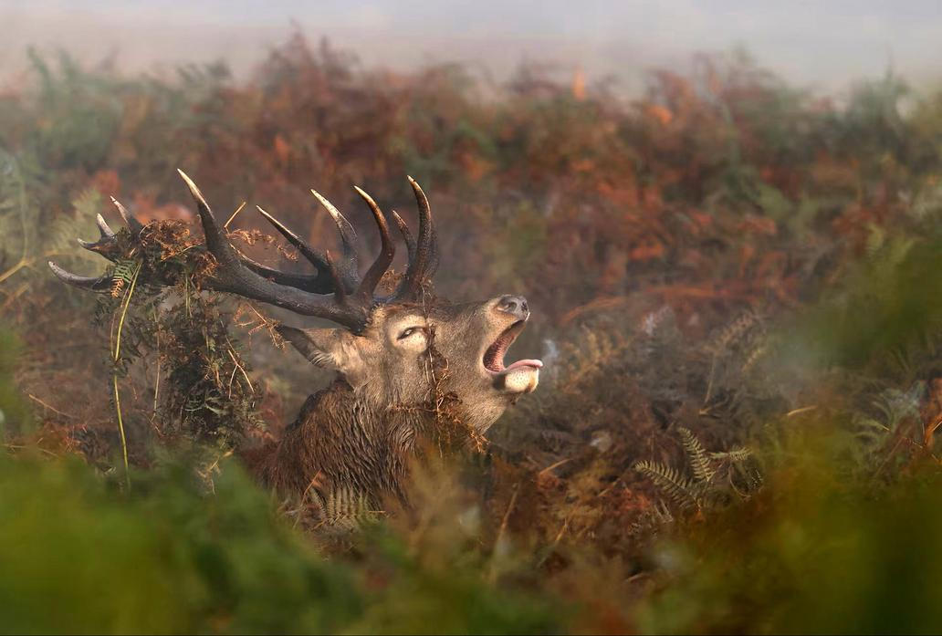 Jelení říje v ranní mlze v londýnském Richmond Parku.