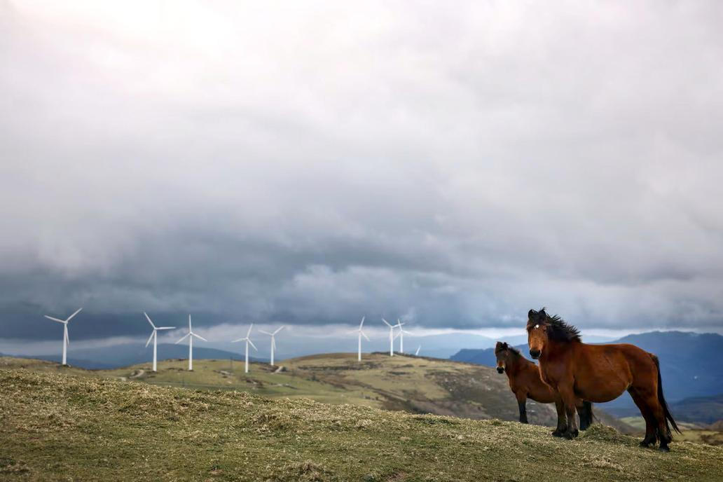 Galicijští divocí koně se pasou na vřesovištích obklopených větrnými turbínami v pohoří Serra do Xistral poblíž města Lugo v Galicii.