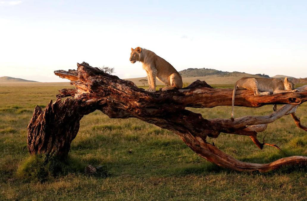 Lev a lvice odpočívají na kmeni mrtvého stromu v rezervaci Lewa Wildlife Conservancy, severně od hory Mount Kenya v Keni.