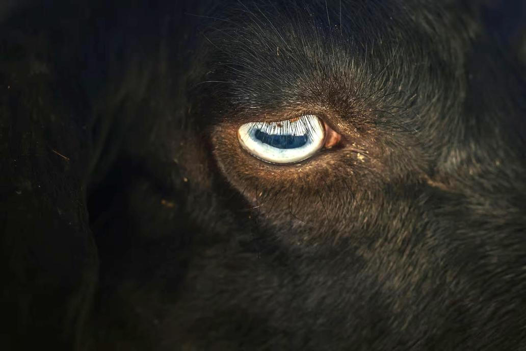 Koza se dívá do údolí v pohoří Montnegre poblíž Tordery v Katalánsku ve Španělsku.