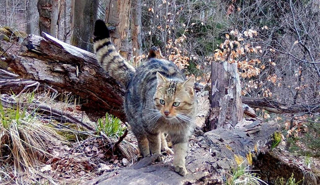 Divoká kočka, Lužické hory, koťata, Tonka, Jonáš, hnutí Duha, Akademie věd české republiky, fotopast, šelmy