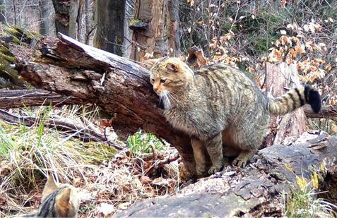 Divoká kočka, Lužické hory, koťata, Tonka, Jonáš, hnutí Duha, Akademie věd české republiky, fotopast, šelmy