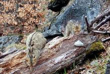 Divoká kočka, Lužické hory, koťata, Tonka, Jonáš, hnutí Duha, Akademie věd české republiky, fotopast, šelmy