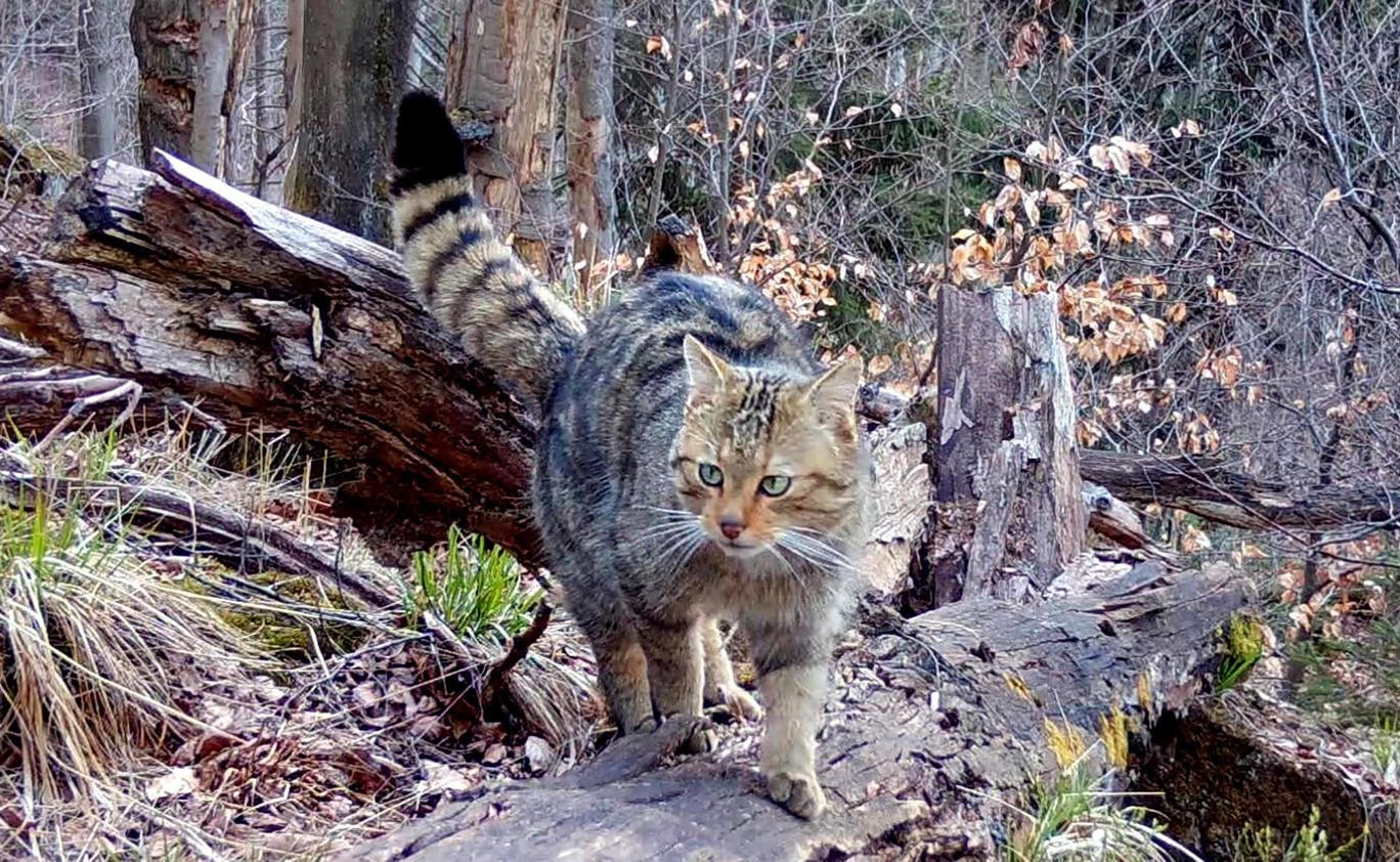 Divoká kočka, Lužické hory, koťata, Tonka, Jonáš, hnutí Duha, Akademie věd české republiky, fotopast, šelmy