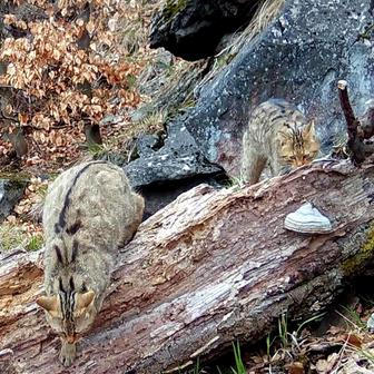 Divoká kočka, Lužické hory, koťata, Tonka, Jonáš, hnutí Duha, Akademie věd české republiky, fotopast, šelmy