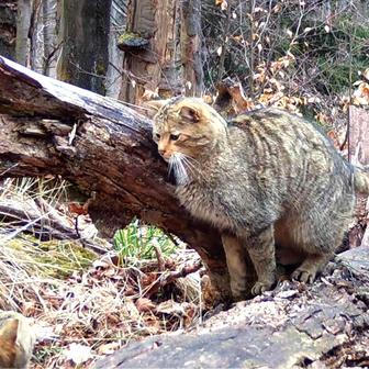 Divoká kočka, Lužické hory, koťata, Tonka, Jonáš, hnutí Duha, Akademie věd české republiky, fotopast, šelmy