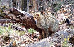 Divoká kočka, Lužické hory, koťata, Tonka, Jonáš, hnutí Duha, Akademie věd české republiky, fotopast, šelmy