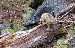 Divoká kočka, Lužické hory, koťata, Tonka, Jonáš, hnutí Duha, Akademie věd české republiky, fotopast, šelmy