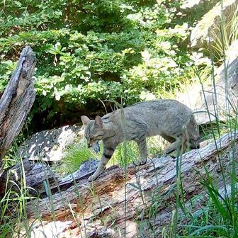 Divoká kočka, Lužické hory, koťata, Tonka, Jonáš, hnutí Duha, Akademie věd české republiky, fotopast, šelmy