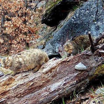 Divoká kočka, Lužické hory, koťata, Tonka, Jonáš, hnutí Duha, Akademie věd české republiky, fotopast, šelmy